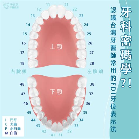 牙齒總數|齒列